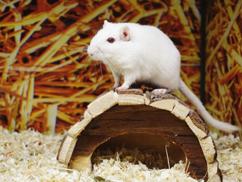 A cute white gerbil perched on a wooden hideout, showcasing its natural habitat in a pet store.